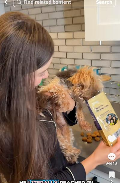 Gordi reaching for Chewy treats