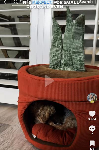 Gordi in his new Chewy corduroy bed